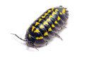 Armadillidum gestroi